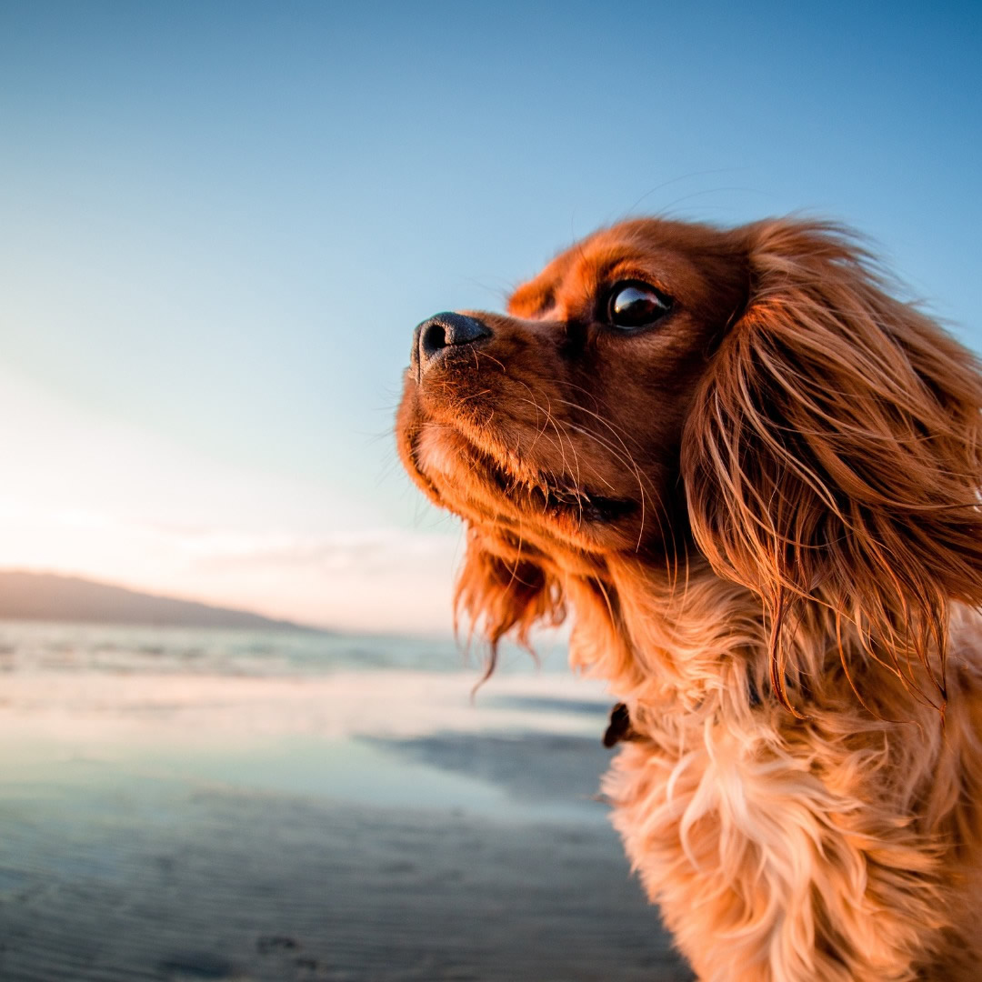 Pet Friendly holidays at Braddicks