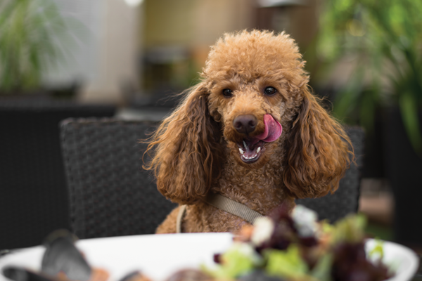 Pet Friendly The Waterfront Inn image