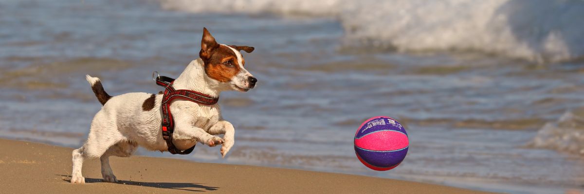 Dog's go free image