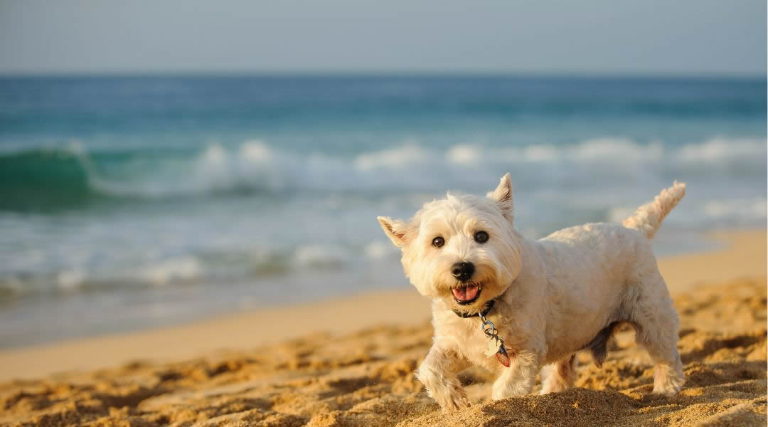Pet Friendly Holidays Westward Ho! North Devon