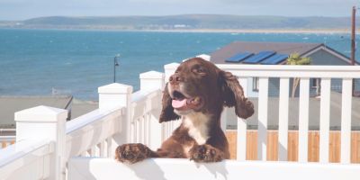 dog friendly caravan holidays in north devon